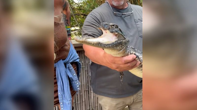 230918125615-01-alligator-half-jaw-missing-bXh9bA.jpg
